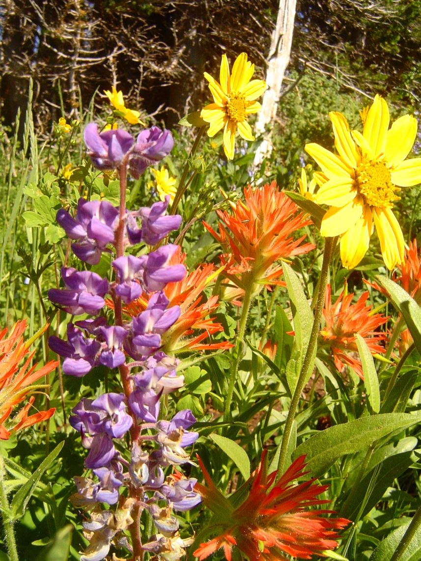 Summer Wildflowers