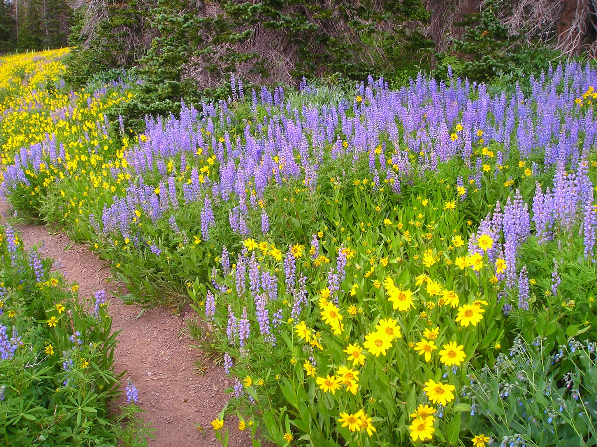Wildflowers on the Alpine Pond Trail