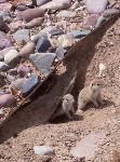 Ground Squirrels