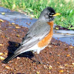 close-up of robin on the ground