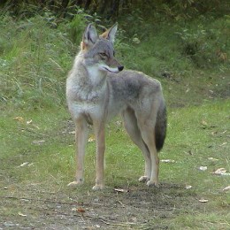 side view of coyote