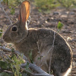 close-up of side view of cottontail