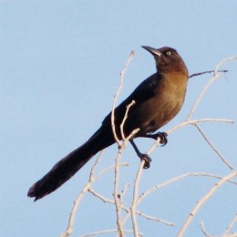 grackle perched on a slender branch