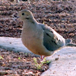 close-up of mourning dove on the ground