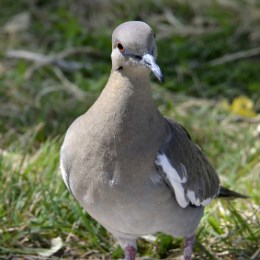 close-up front view of white-winged dove