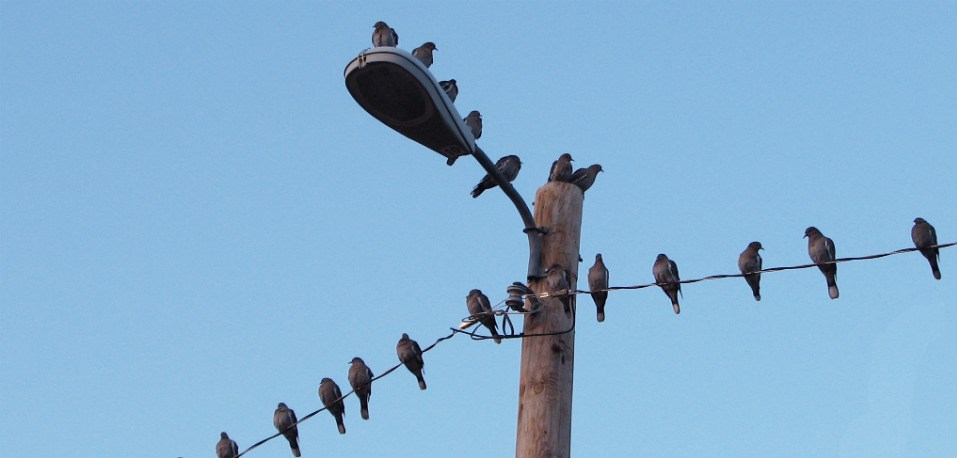 tens of mourning doves perched on electrical wires and street light