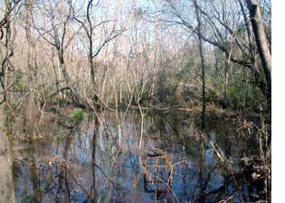 Wetland at Johnson Ferry unit.