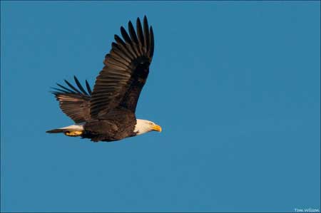 Bald Eagle by Tom Wilson