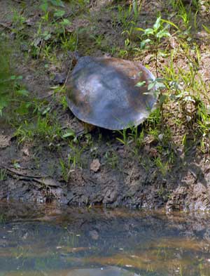 Spiny Softshell turtle