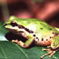 Picture of frog