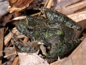 Northern Cricket Frog (Acris crepitans) nestled in dry leaves.