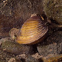 A yellowish brown clam resting among some rocks in the water.