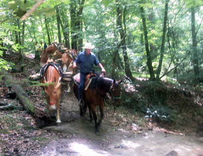Mules on trail at CRNRA
