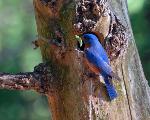 Eastern Bluebird (Sialia sialis)