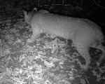 Bobcat (Lynx rufus)