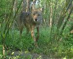Coyote (Canis latrans)