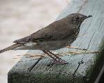 Hermit Thrush (Catharus guttatus)