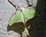 Luna Moth (Actias luna)