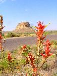 Paintbrush framing Fajada Butte