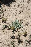 Photo of Indian parsley