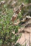 Photo of Four-wing Saltbush