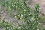 Photo of Pale Wolfberry
