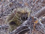 Photo of a porcupine