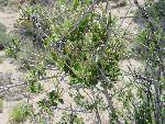 Photo of Mountain mahogany
