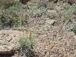 Photo of Needle and Thread grass