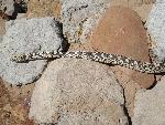 Photo of Bullsnake