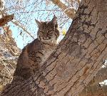 Photo of a Bobcat in Cottonwood tree