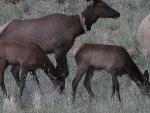 Photo of Elk cow with calves