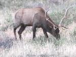 Photo of Elk bull