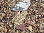 Texas Horned Lizard
