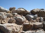 Photo of Bullsnake