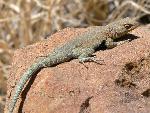 photo of Side blotched Lizard
