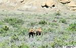 Photo of two male elk during rut