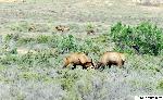 Photo of two male Elk fighting