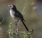 Photo of Black-throated Sparrow on shrub
