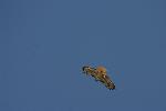 Photo of Red-tailed Hawk soaring