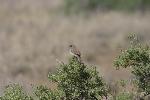 Photo of Rock Wren on shrub