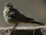 Photo of Say's Phoebe