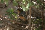 Photo of Varied Thrush in shade