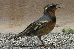 Close up photo of Varied Thrush