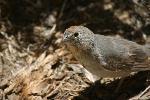 Close up photo of Canyon Towhee