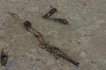 Photo of fossilized shrimp burrows