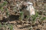 Photo of Antelop Ground Squirrel