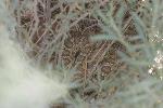 Photo of Prairie Rattlesnake hidden in grass