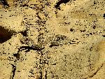 Photo of coiled Prairie rattlesnake