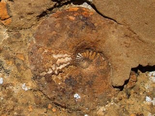 Ammonite in Cliff House